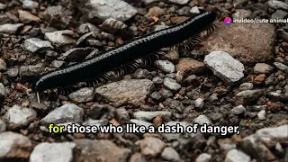Creepy Crawlies: Somalia's Fascinating Insect Diversity #animal2024