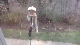 Smart Squirrel vs Slinky