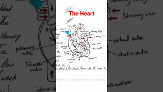 #anatomy #heartanatomy #physiology #anatomía #anatomiaefisiologia #shorts