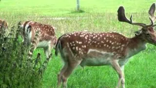 Fallow Bucks