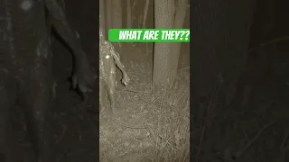 MY FRIENDS REAL TRAILCAM FOOTAGE #scary #strange #cryptid #trailcamera