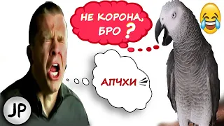 ✅ - Не корона, бро? 🐦 вайны с жако Петруней, она ещё та приколистка 😂 3 минуты смеха вам обеспечены!