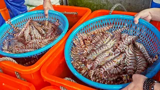 Delicious！Giant Tiger Shrimp Harvesting and Cooking with Garlic Sauce/活跳跳！野生大虎蝦捕抓,蒜蓉明蝦,糖醋草蝦/大溪漁港/漁大發