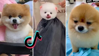 Pomeranian TikTok Compilation | Funny and Cute Pomeranian Videos 2021