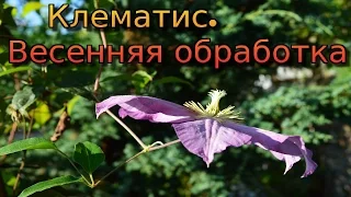 Клематис.  Весенняя обработка клематиса.