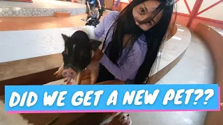 PATTAYA | Did We Get A New Pet??