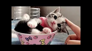 Funny Cat 15 min compilation #1 / Cute Cats/