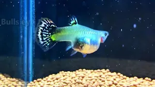 Guppy fish giving birth