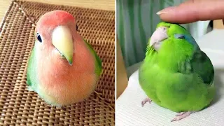 Baby Animals 🔴 Funny Parrots and Cute Birds Compilation (2021) Loros Adorables Recopilación #19