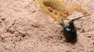 Scorpion Stings Black Widow (Warning: May be disturbing to some viewers)