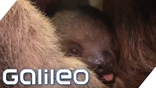 Niedliche Tiere zählen: So geht Inventur im Zoo | Galileo | ProSieben