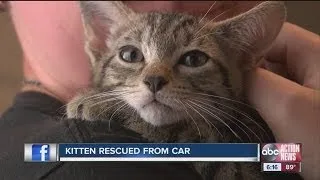 Cat rescued from car engine compartment