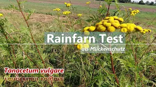 Rainfarn 💀 als Mückenschutz 👨‍🌾 : Der Test