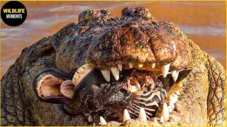 30 Epic Hunting Moments Of Huge And Merciless Crocodile | Animal World