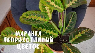 Маранта - неприхотливый домашний цветок. Мои цветы. Мой опыт.