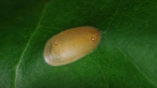 Leaf mine on Vismia (Acrocercopinae)