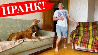 Пранк над СОБАКАМИ. Папка внезапно умер Реакция собак