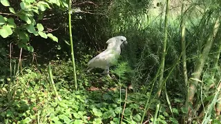 The sky above cockatoo's yard is teeming with hawk activity! 😳😳