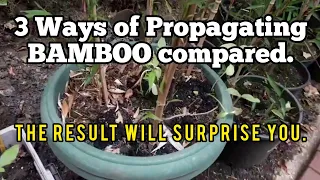 Grow bamboo plants from Rhizomes, Stems and Base Separation - RESULT