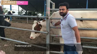 physical examination of cow || Clinical examination of the cow || Healthy cow check-Up.