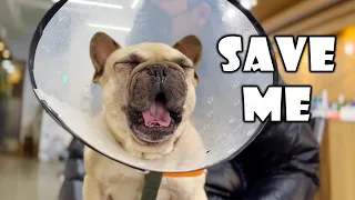 Dramatic French Bulldog MELTDOWN Tantrum At The Vet