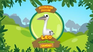 Australian Pelican - Leo The Wildlife Ranger Animal Diaries | Animal Facts for Kids