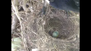 Female Blackbird nest