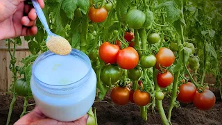 Double the yield of tomatoes, cucumbers and other vegetables. 3 Fertilizers for 3 stages