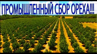 Механизированная уборка ореха. ПРОМЫШЛЕННЫЙ СБОР ОРЕХА!!!