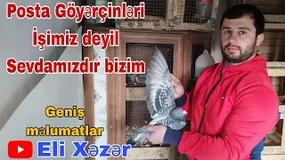 Posta Göyərçinləri Haqqında Geniş Məlumatlar Posta Göyərçinləri İşimiz Deyil Sevdamızdır@EliXezer