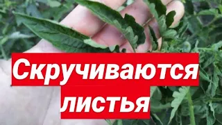 СКРУЧИВАЮТСЯ ЛИСТЬЯ У ТОМАТОВ срочно ПОЛЕЙТЕ этим