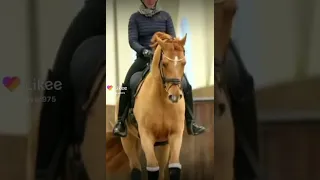 лошадь/конный спорт/🐴🐴🐴/