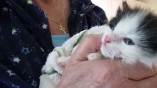 #4-02 Momma-Cat Lily, Puff 3 Wks Old (hear him nursing & purring) (VOKRA)
