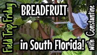 Field Trip Friday- Constantine Grows Breadfruit in South Florida!