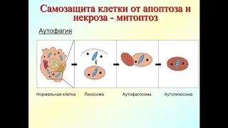 Озвученная презентация. Программируемая смерть клеток. Часть 2.