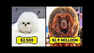 10 Most Expensive Dog Breeds in the World