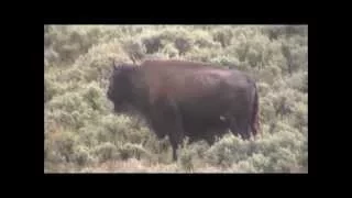 American Bison mom and newborn baby stranded in hail storm in Yellowstone