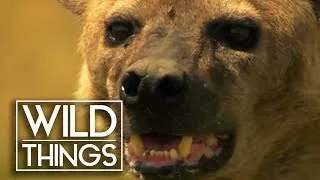 Man Plays With Hyenas | Wild Things