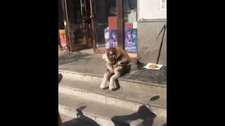 Dog shaking his paws while waiting for the owner