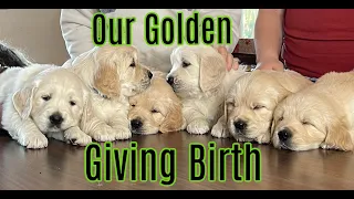 Our Golden giving birth to her puppies!