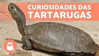 10 CURIOSIDADES sobre TARTARUGAS que você não sabia🐢