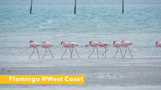 Wildlife - Bird Habitat ( Flamingo walking on the beach @West Coast )