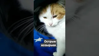 кепка,как вТомаса Шелби