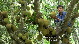 Picking jackfruit, harvesting bamboo shoots, taking care of pigs and chickens. Green forest life