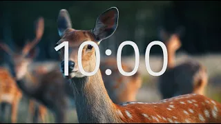 10 Minute Timer With Relaxing Music: Animal Theme