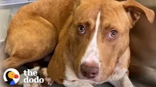 Terrified Pittie Found In The Woods Turns Into A Puppy In His Forever Home | The Dodo