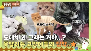[TV Animal Farm Legend] What's wrong with you? An Unstoppable Cat Obsession Series #TV Animal Farm