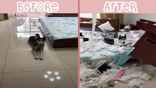 Naughty Husky Dog Destroys House When Left Alone