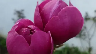 Magnolia "Black Tulip" ,Магнолія "Чорний тюльпан".