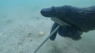 buscando callos de hacha 16 metros bajo el mar 🌊 suscribance saludos desde Bahia de kino sonora